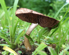 Agaricus nanaugustus