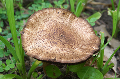 Agaricus nanaugustus