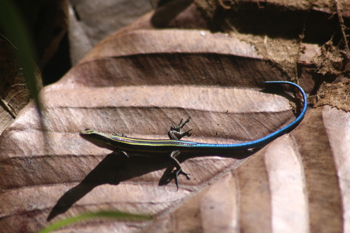 Pacific Bluetail Skink