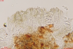 Odontotrema