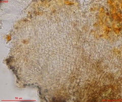 Odontotrema