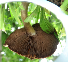 Agaricus nanaugustus