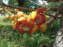 Couroupita guianensis