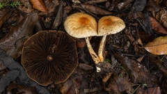 Agaricus rufoaurantiacus