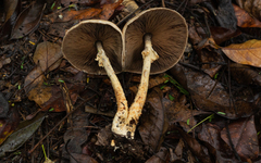 Agaricus rufoaurantiacus