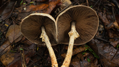 Agaricus rufoaurantiacus