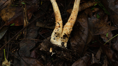 Agaricus rufoaurantiacus