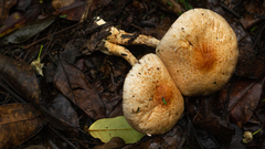 Agaricus rufoaurantiacus