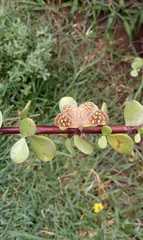 Aricoris indistincta