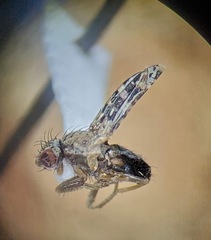 Trixoscelis polita