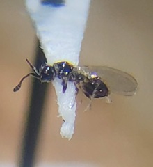 Diaprioidea