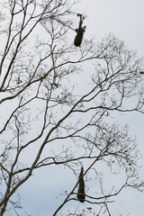 Psarocolius montezuma