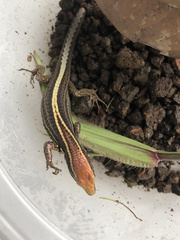 Pholidobolus dicrus