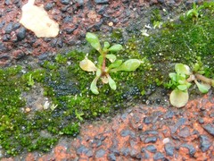 Botrydium