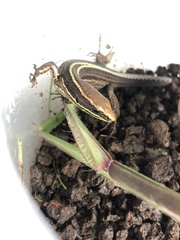 Pholidobolus dicrus