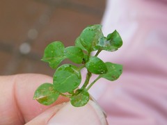Stellaria media