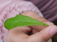 Urospermum picroides