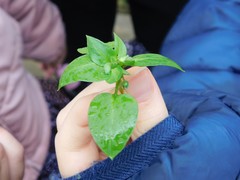 Stellaria media
