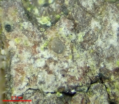 Odontotrema