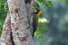 Chrysophlegma flavinucha