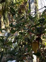 Cestrum glanduliferum