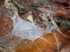 Plexippus