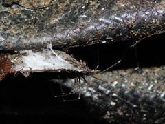 Holocnemus pluchei