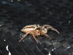 Plexippus