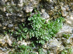 Bryophyta