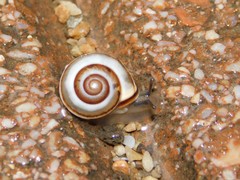 Monacha syriaca