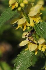 Rhynocoris annulatus