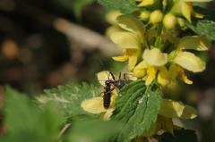 Rhynocoris annulatus