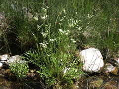 Angelica kingii