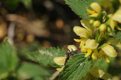 Rhynocoris annulatus