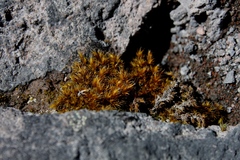 Grimmia ovalis
