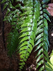 Asplenium polyodon