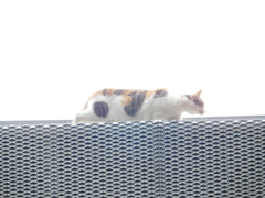 Felis catus