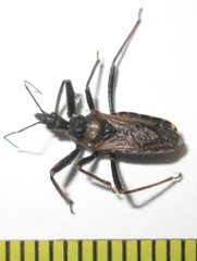 Rhynocoris castanescens