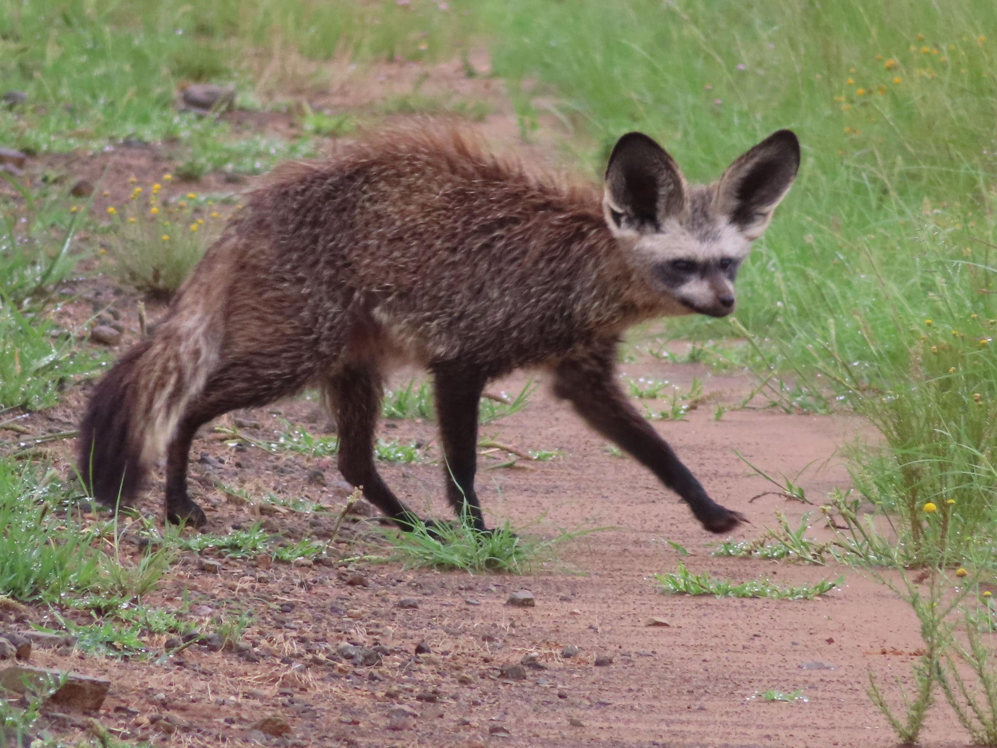 Otocyon megalotis (Desmarest, 1822)