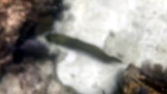 Gymnothorax funebris