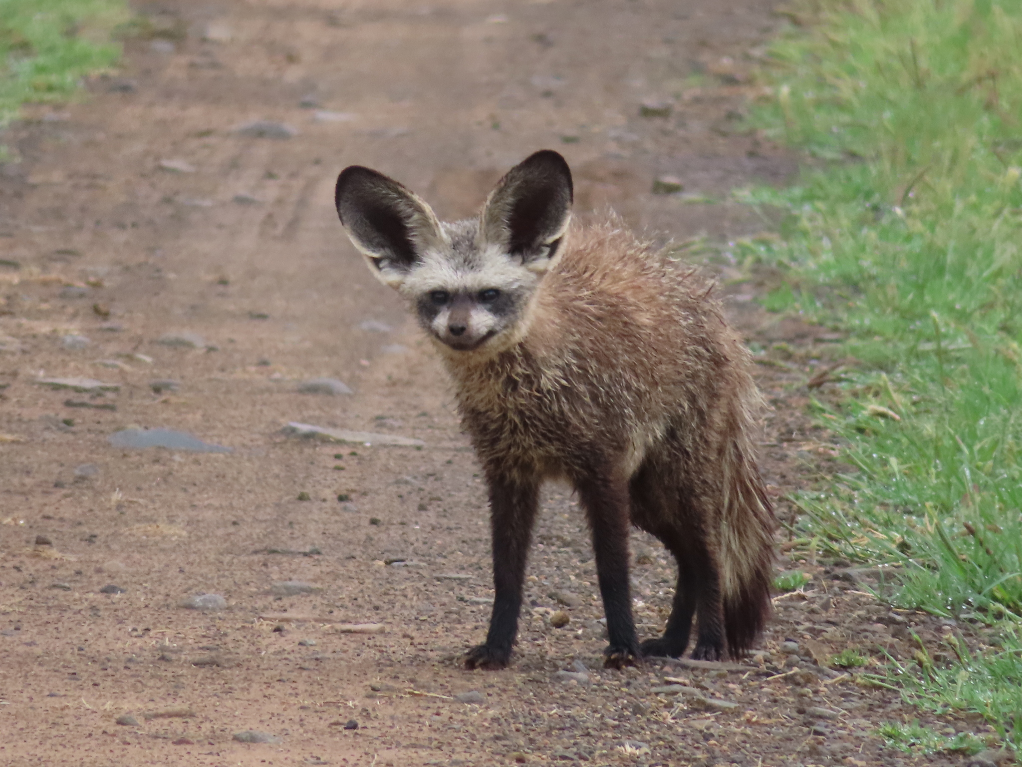 Otocyon megalotis (Desmarest, 1822)