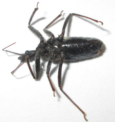 Rhynocoris castanescens