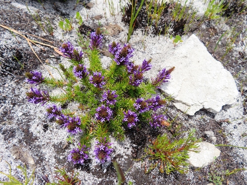 Image of Merciera azurea by (c) linkie, some rights reserved (CC BY)