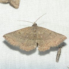 Lesmone griseipennis