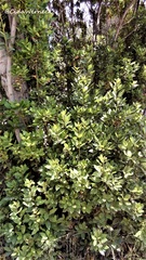 Laurus nobilis