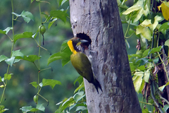 Chrysophlegma flavinucha