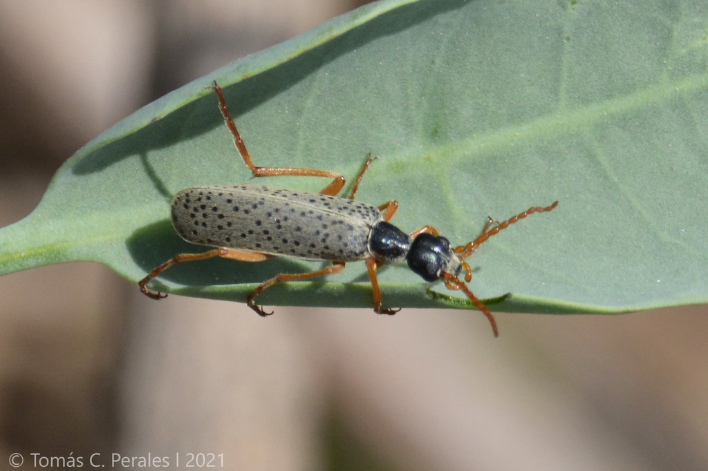 Epicauta fulvicornis