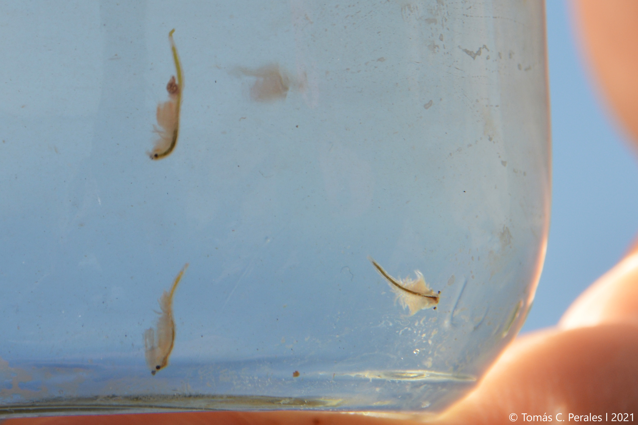 Artemia monica Verrill, 1869