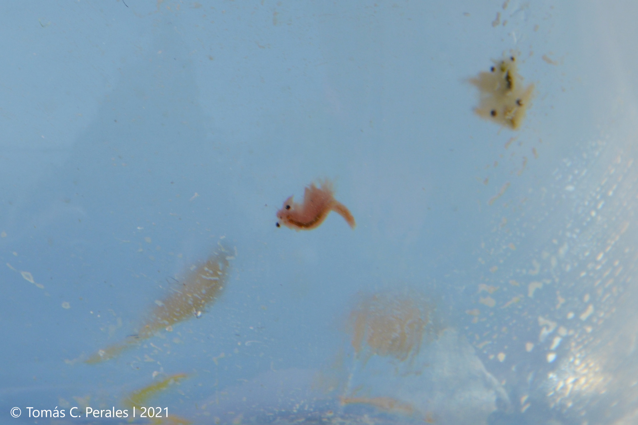 Artemia monica Verrill, 1869
