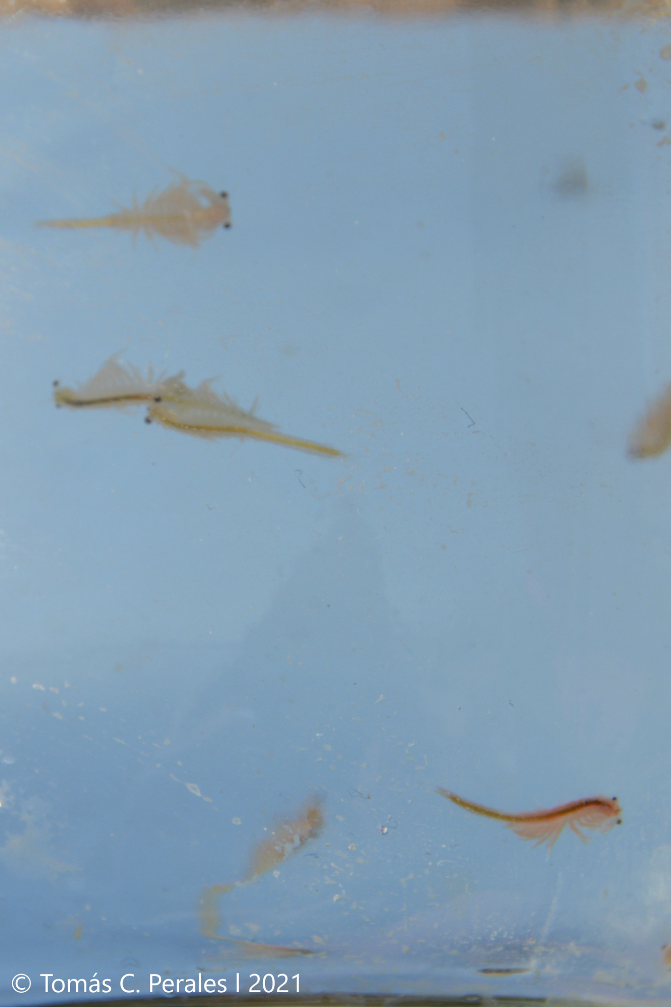 Artemia monica Verrill, 1869
